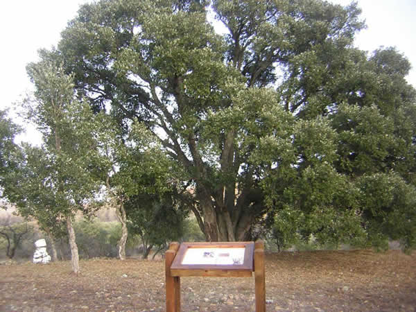 Alcornocal de Sestrica